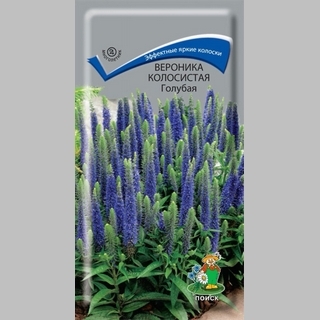 Вероника Голубая (колосковая) колосистая