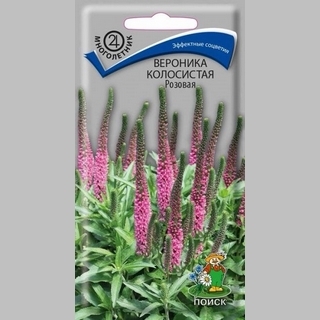 Вероника Розовая (колосковая) колосистая