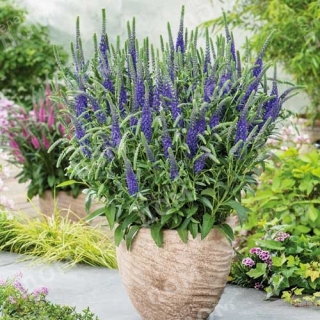 Вероника Синее море (колосистая)