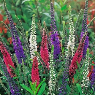 Вероника Цветочный калейдоскоп (большой пакет)