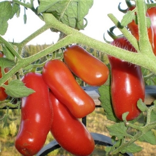 Томат Веселый гном