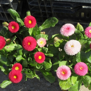 Маргаритка Улыбка, смесь махровая