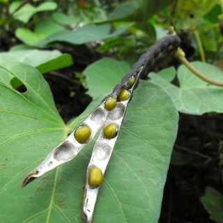 Вигна Маш лучистая (Бобы Мунг) (большой пакет)