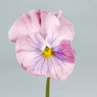 Виола Фламенко перламутровая F1 Виттрока