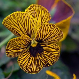 Фиалка Глаза тигра F1 Желтые (рогатая)