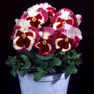 Виола Клубничный профитроль F1 (Виттрока)