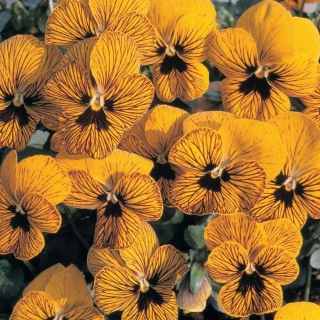 Виола Вильямса F1 Глаз Тигра