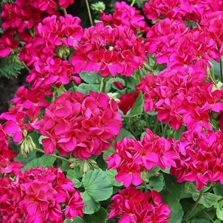 Пеларгония Мультиблум F1 Виолет