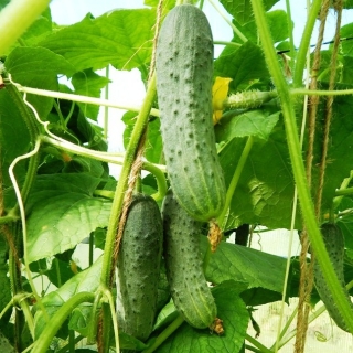Огурец Вираж F1