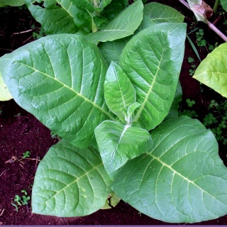 Табак Вирджиния 202 курительный