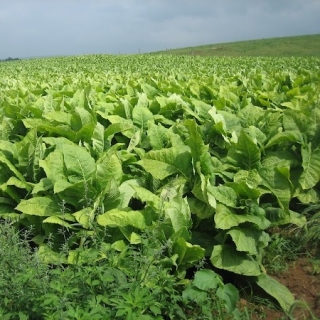 Табак Вирджиния-202 курительный