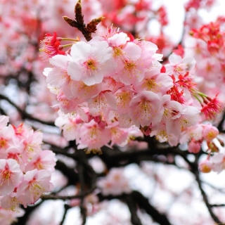 Сакура Вишня мелкопильчатая (большой пакет)