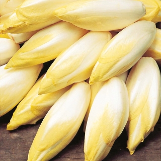 Витлуф Конус