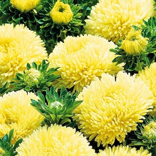 Астра Внученька Ксюша