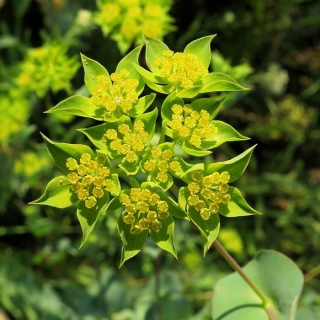 Володушка Лесная Дива (вид Гриффити)