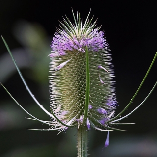 Ворсянка Махровая шишка (посевная)