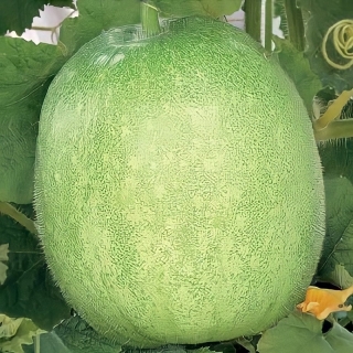 Тыква Восковая Белоснежка (Бенинказа)