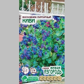 Восковник Киви (пурпурный)