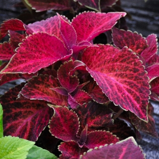 Колеус Визард Вельвет ред