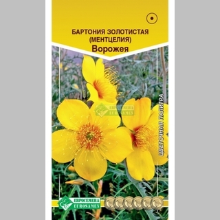 Бартония Ворожея золотистая (ментцелия)