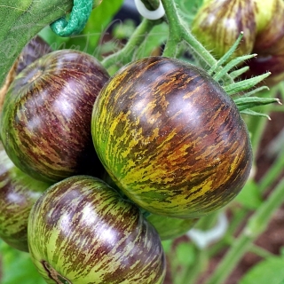 Томат Зеленая богиня Ксанаду (Xanadu Green Goddess)