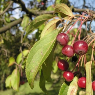 Яблоня Дарьюшка манчжурская (большой пакет)
