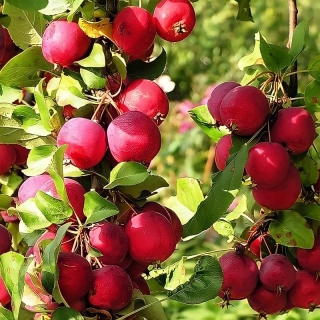 Яблоня Ранетка пурпуровая