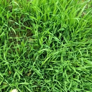 Ячмень Вереск яровой 0,5 кг (большой пакет)