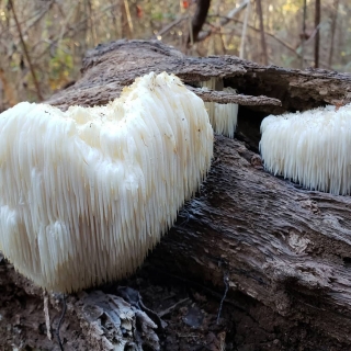 Грибы - Ямабуши Львиная грива на древесной палочке мицелий 12шт (большой пакет)