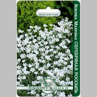 Ясколка Серебряная Россыпь махровая