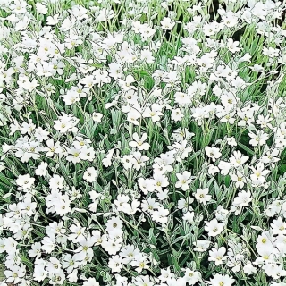 Ясколка Серебряный ковер