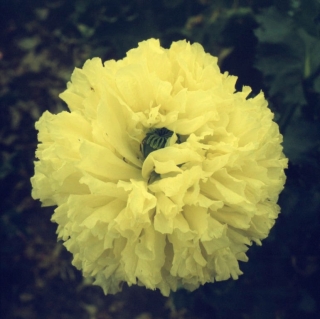 Мак Махровый Желтый пионовидный