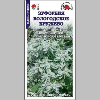 Эуфорбия Вологодское кружево (молочай)