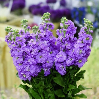 Левкой Украшение сада