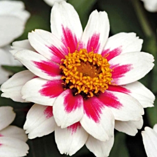 Цинния Захара Старлайт Роуз