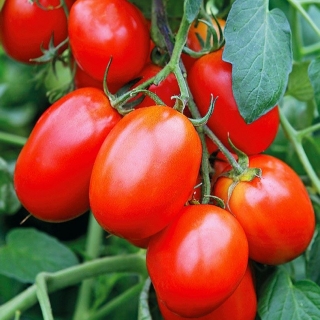 Томат Засолочное Чудо (Застольный)