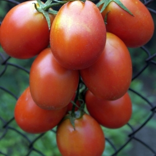 Томат Застольный