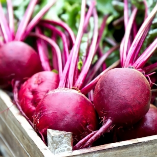 Свекла Здоровый Румянец