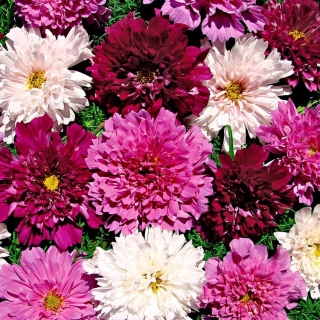 Космос Зефир махровая смесь