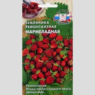 Земляника Мармеладная мелкоплодная ремонтантная