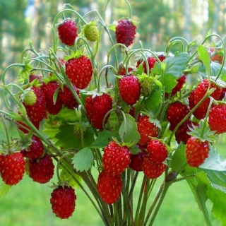 Земляника Рейнский Вальс мелкоплодная ремонтантная