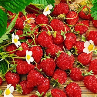 Земляника Барон Солемахер (Драже)