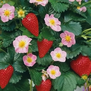 Земляника Розовая мечта