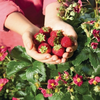 Земляника Тоскана F1