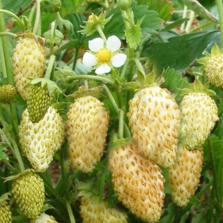 Земляника Вайс Солемахер