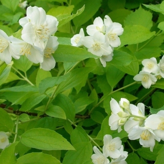 Чубушник Венечный (большой пакет)