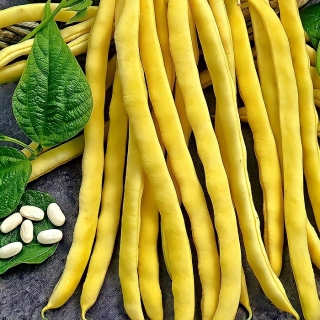 Фасоль Желтая река спаржевая