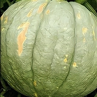 Тыква Зимняя сладкая