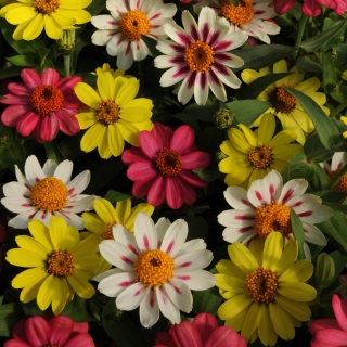 Цинния Захара Малиновый лимонад смесь