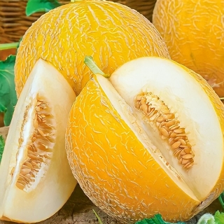 Дыня Злато Скифов F1